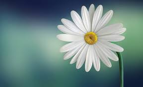Circa 1852, in the meaning defined above. Daisy Flower Meaning Symbolism And Colors