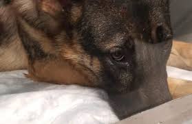 Only 3 males left, the rest have already been adopted. German Shepherd Puppy Rescued From Kill Shelter Suffers From Deadly Parvo Virus Pet Rescue Report