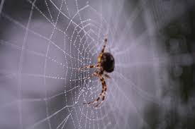 Spider Season How To Prevent Them