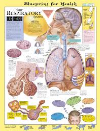 Blueprint For Health Your Respiratory System Anatomical Chart Laminated