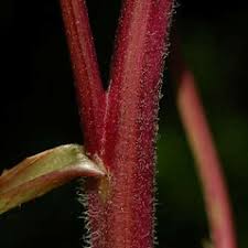 Crepis capillaris (smooth hawk's-beard): Go Botany