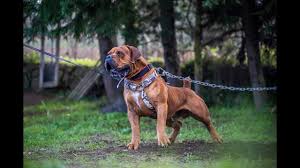 south african boerboel guard dog you
