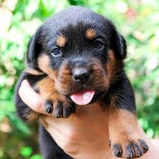 old rottweiler puppy finds his voice