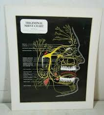 979 x 1500 jpeg 410 кб. Vintage Antique Novocol Trigeminal Nerve Chart Medical Cranial Diagram Anatomy Ebay