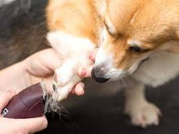 best dog nail clippers safe and easy
