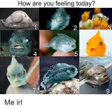 More images for how are you feeling today meme chart for students » How Are You Feeling Meme Chart
