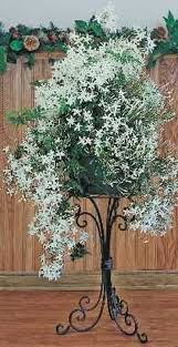 winter jasmine a fragrant plant that