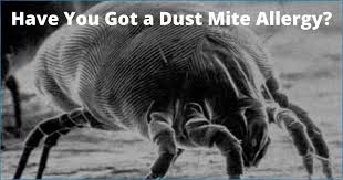 have you got a dust mite allergy