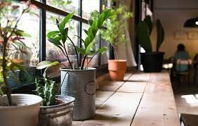 20 Best Air Purifying Plants And How