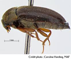 the black carpet beetle
