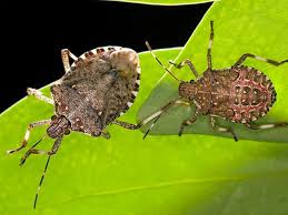 stink bug season is here but these