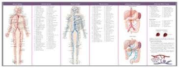 9780781776851 Anatomical Chart Companys Illustrated Pocket