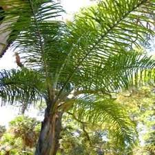 All our palm trees are container grown, so that you, our customer, can enjoy any create a magical mediterranean landscape, with our top quality palm trees, olive trees, yuccas and citrus trees. Buy Queen Palm From Ty Ty Nursery