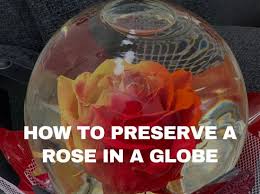 How To Preserve A Rose In A Globe