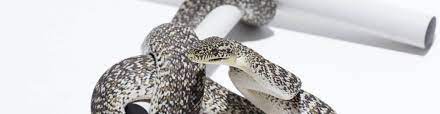 granite carpet pythons morelia