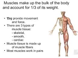 The bones provide a structural framework and protection to the soft organs. Skeletal And Muscular System