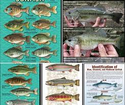 Fishing Charts For The Different Species Of Bass Catfish