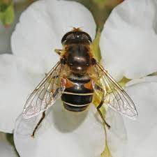 file drone fly hoverfly eristalis