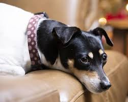 the rat terrier owners cost