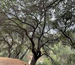 Quercus Agrifolia California Live Oak