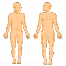 male human anatomy standing 13869504 png