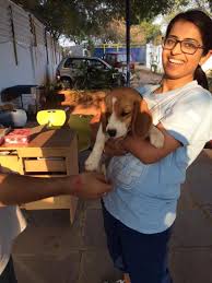pet therapy this hyderabad dog kennel