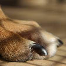 how often should you trim a dog s nails