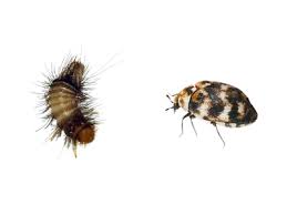 fabric pests identification and