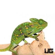 4 5 inch veiled chameleons chamaeleo