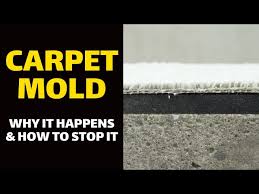 carpet mold why it happens how to