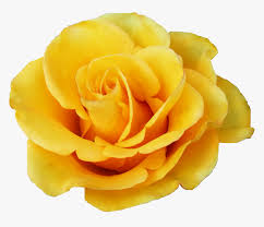 yellow rose png transpa png kindpng