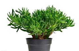 They need sunlight for 12 to 14 hours a day. Hobbit Jade Plant Guide Tips On How To Grow Garden Lovers Club