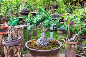 Beautiful Small Bonsai Trees With Green