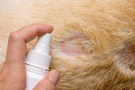 flea allergy dermais in dogs the