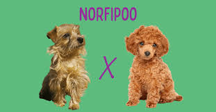 meet the norfolk terrier poodle mix