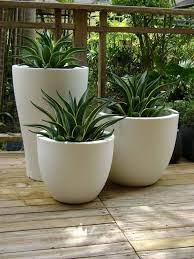 Potted Plants Outdoor Plants
