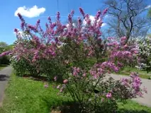 Image result for Lilac Flowers
