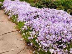 creeping phlox and moss phlox