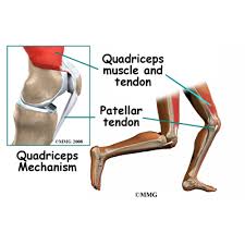 This set of exercises aimed at the development of legs and bending the hip. Patient Education Concord Orthopaedics