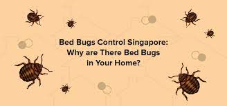 Bed Bugs Control Why Are There Bed