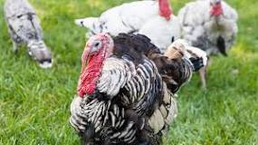 are-wild-turkeys-good-to-have-around