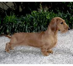 Review how much dachshund puppies for sale sell for below. Dachshund Miniature Long Smooth Wirehaired Dog Breed Health