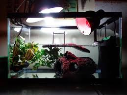 My Turtle Tank 10 Gallon Tank With Tetra Whisper Filter Underwater Heater Uva Uvb Light And An Infrared Heat Light Turtle Tank Heat Lamps Turtle