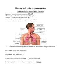 sistema respiratorio apuntes