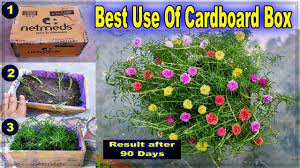how to grow portulaca cuttings in waste