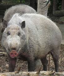 Pig Wikipedia