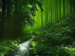 green nature deep forest river