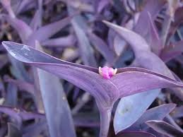 Planting purple flowers in your garden can add rich thematic colors. Can Anyone Identify This Low Growing Green Leafy Plant With Purple Underneath Quora