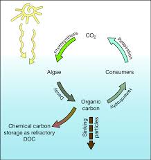 About The Carbon Cycle Diagram Wiring Diagrams