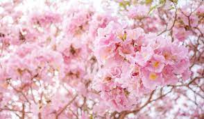 These pink blooming small trees grow between 10 and 25. 13 Types Of Trees With Pink Flowers Crate And Basket